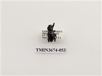 藏品(象鼻蟲(2))的圖片